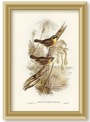GOLDEN SONGBIRDS IN SEPIA